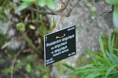 Rhododendron sanguineum