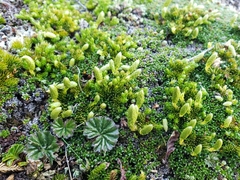 Austrolycopodium magellanicum
