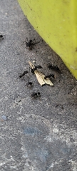 Acromyrmex