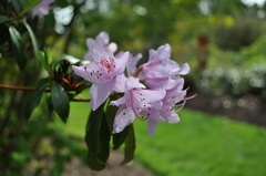 Rhododendron searsiae