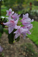 Rhododendron searsiae