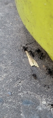 Acromyrmex