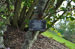 Rhododendron searsiae