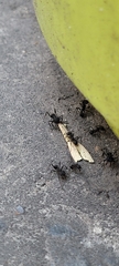 Acromyrmex