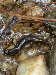 Caudata