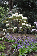 Rhododendron sinofalconeri