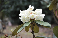 Rhododendron sinofalconeri