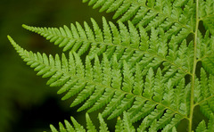 Calochlaena dubia