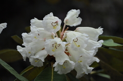 Rhododendron sinofalconeri