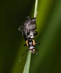 Cantharinae