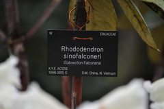 Rhododendron sinofalconeri