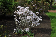 Rhododendron yunnanense