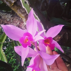 Laelia anceps