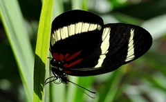 Heliconius hewitsoni