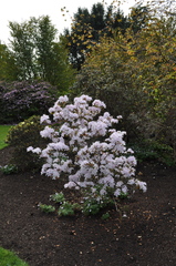 Rhododendron yunnanense