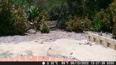 Pipilo maculatus megalonyx