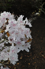 Rhododendron yunnanense
