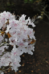 Rhododendron yunnanense
