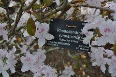 Rhododendron yunnanense