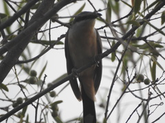 Coccyzus melacoryphus