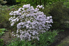 Rhododendron yunnanense