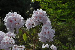 Rhododendron yunnanense