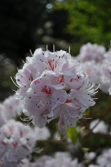 Rhododendron yunnanense