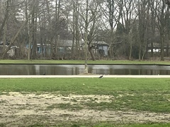 Haematopus ostralegus