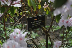 Rhododendron yunnanense