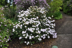 Rhododendron yunnanense