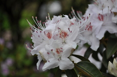 Rhododendron yunnanense