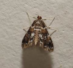 Elophila responsalis