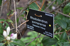 Rhododendron yunnanense