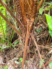 Cyathea phalerata