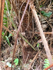 Cyathea phalerata