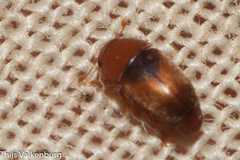 Meligethinus pallidulus