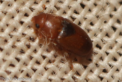 Meligethinus pallidulus