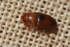 Meligethinus pallidulus