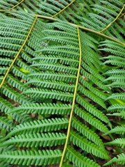 Cyathea phalerata