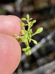 Polycarpon depressum