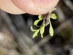 Polycarpon depressum