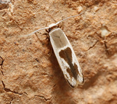 Stathmopoda megathyma