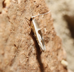 Stathmopoda megathyma