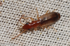 Paradromius