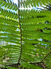 Cyathea phalerata
