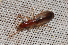Paradromius