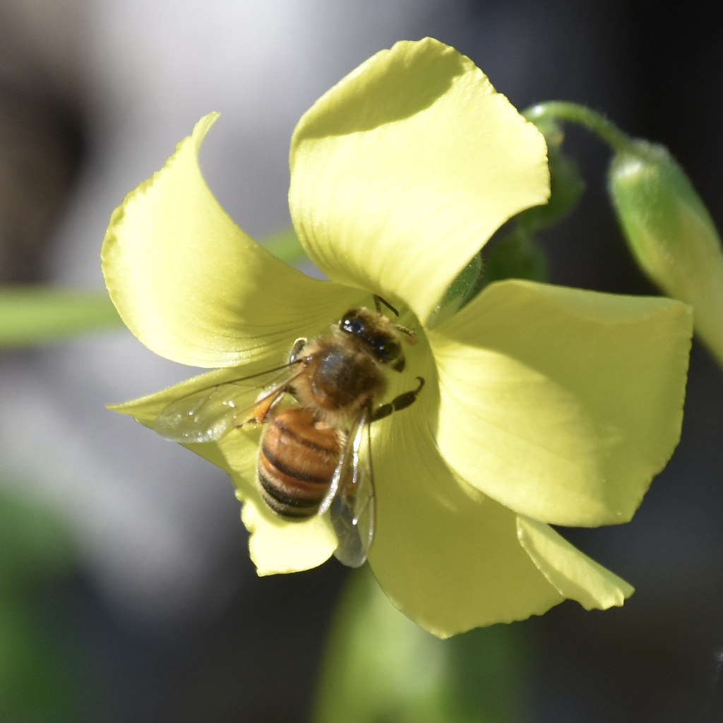 Western Honey Bee from Uptown Brisbane, Brisbane, CA 94005, USA on