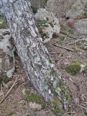 Lethariella intricata