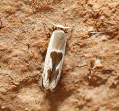 Stathmopoda megathyma