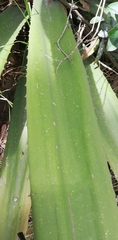 Furcraea